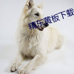 精东黄板下载