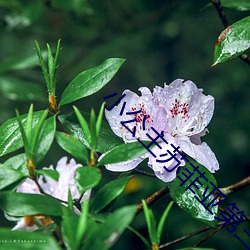 小公(gōng)主苏菲亚第三季免费观