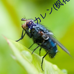 枫カレン(枫花恋(liàn)