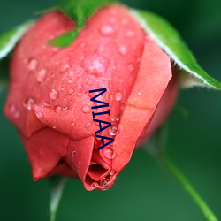 MIAA