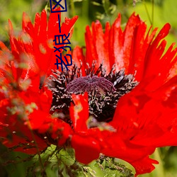 老狼一區忘憂草歡迎你大豆
