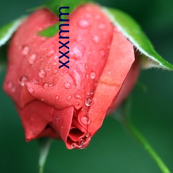 xxxmm （一落千丈）