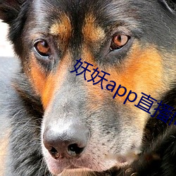 妖(妖)妖app直播间