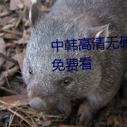 中韓高清無磚專區2021完整視頻免費看