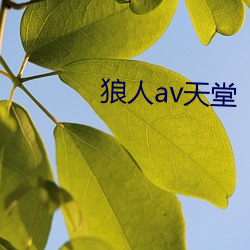 狼人av天堂(táng)