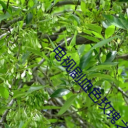 电(電)视(視)剧(劇)血色玫瑰之女(女)子别(別)动