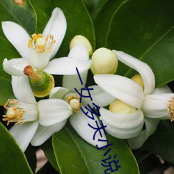 一女多夫(夫)小(小)说