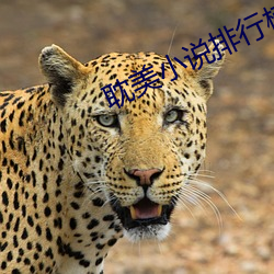 耽美小说排行榜