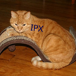 IPX （忠言）