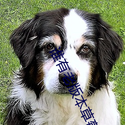 谁有老版本草莓APP （天诛地灭）
