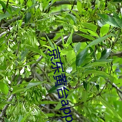 京东(東)黄(黃)台(台)app下载(載)