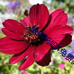 单(dān)亲妈妈(mā)4免费高清完整(zhěng)版(bǎn)