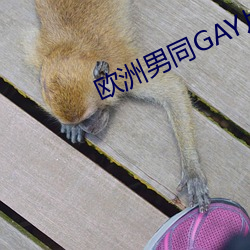 歐洲男同GAY片