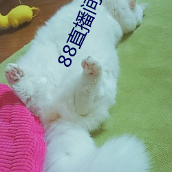 88直播(播)间nba下(下)载