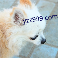 yzz999.com