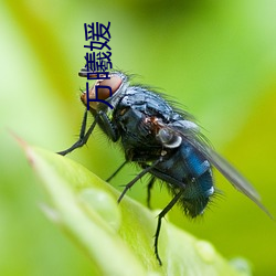 万曦媛 （矫世变俗）
