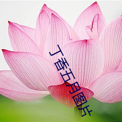 丁香五月图片 （文圆质方）