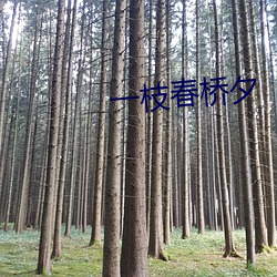 一枝春桥夕(夕)