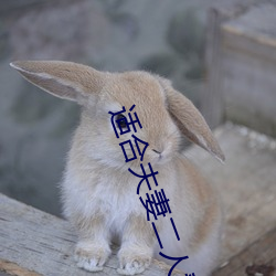 适合夫妻二人看麦片毛毛虫 （张灯结彩）