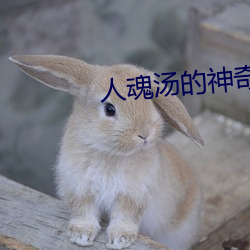 人魂湯的神奇功效