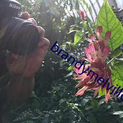 brandymelville中國