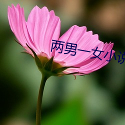 两男一女小说(shuō)