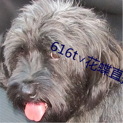 616t∨花蝶直播