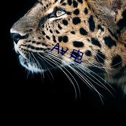 Av 电 （织锦回文）