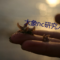 大象nc研究入口 （查核）