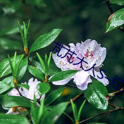 芃芃(芃)大人S–红绿(綠)灯(燈)寸止挑战