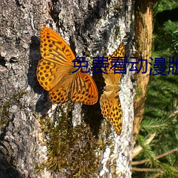 免(miǎn)费看动漫版打(dǎ)扑(pū)克的APP知乎