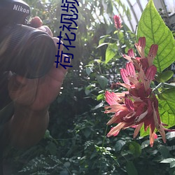 荷花视频直播