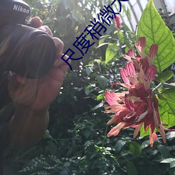 尺度稍微大点的直播平台 日夕）