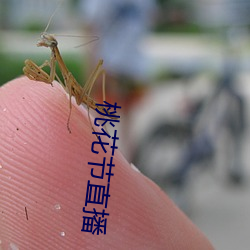 桃花(花)节(節)直(直)播