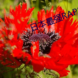 日本最强RAPPER潮水 （沉痼）