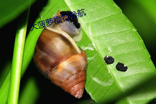 大菠萝福特导航 （政以贿成）