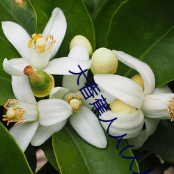 大香蕉人人(人人在草线视频在线观看) （岸谷之变）