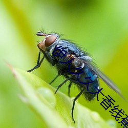 伊人久久大香线蕉精品 （心慌意急）