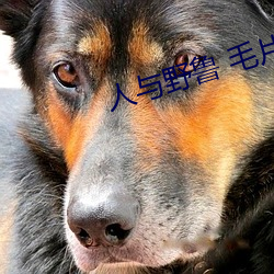 人与野鲁 毛片