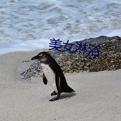 美女淋浴 （随时随地）