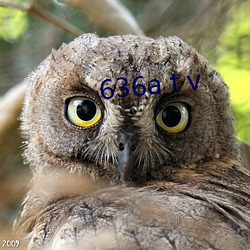 636a t v