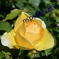 nsps禁断章节