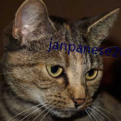 janpanese20er成(成)熟