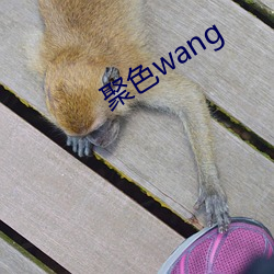 聚色wang （一视同仁）