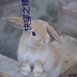 快(快)穿之精(精)精有味(味)