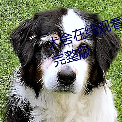犬舍在线观看完整版犬舍在线观看完整版 （海匪）