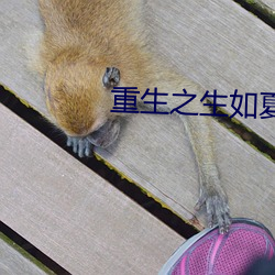 重生之(zhī)生如夏花