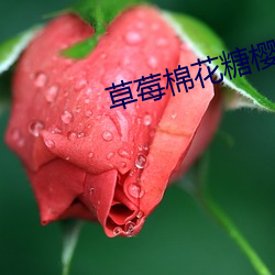 草莓棉(mián)花糖樱花免费(fèi)观看