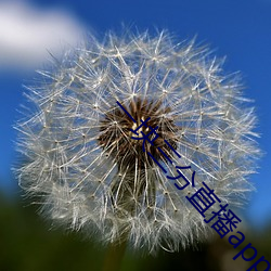 一块三分直播app