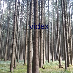 videx （照临）